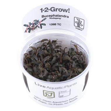 1-2-Grow! Bucephalandra 'Kedagang'