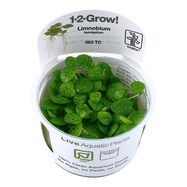 1-2-Grow! Limnobium laevigatum