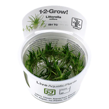 1-2-Grow! Littorella uniflora
