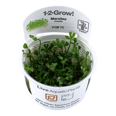 1-2-Grow! Marsilea minuta