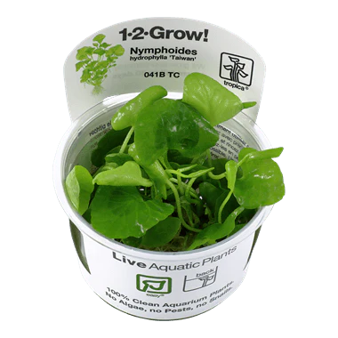 1-2-Grow! Nymphoides hydrophylla 'Taiwan'