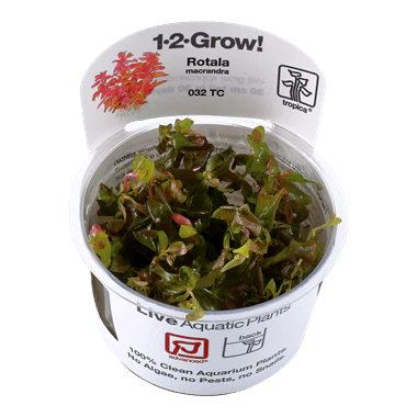 1-2-Grow! Rotala macrandra