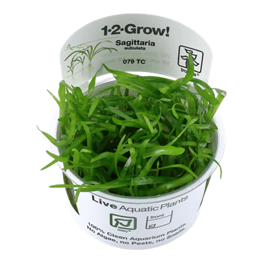 1-2-Grow! Sagittaria subulata