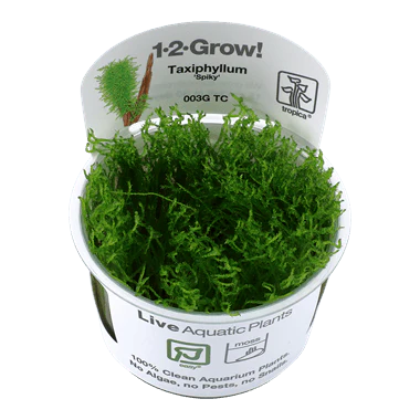 1-2-Grow Taxiphyllum 'Spiky'
