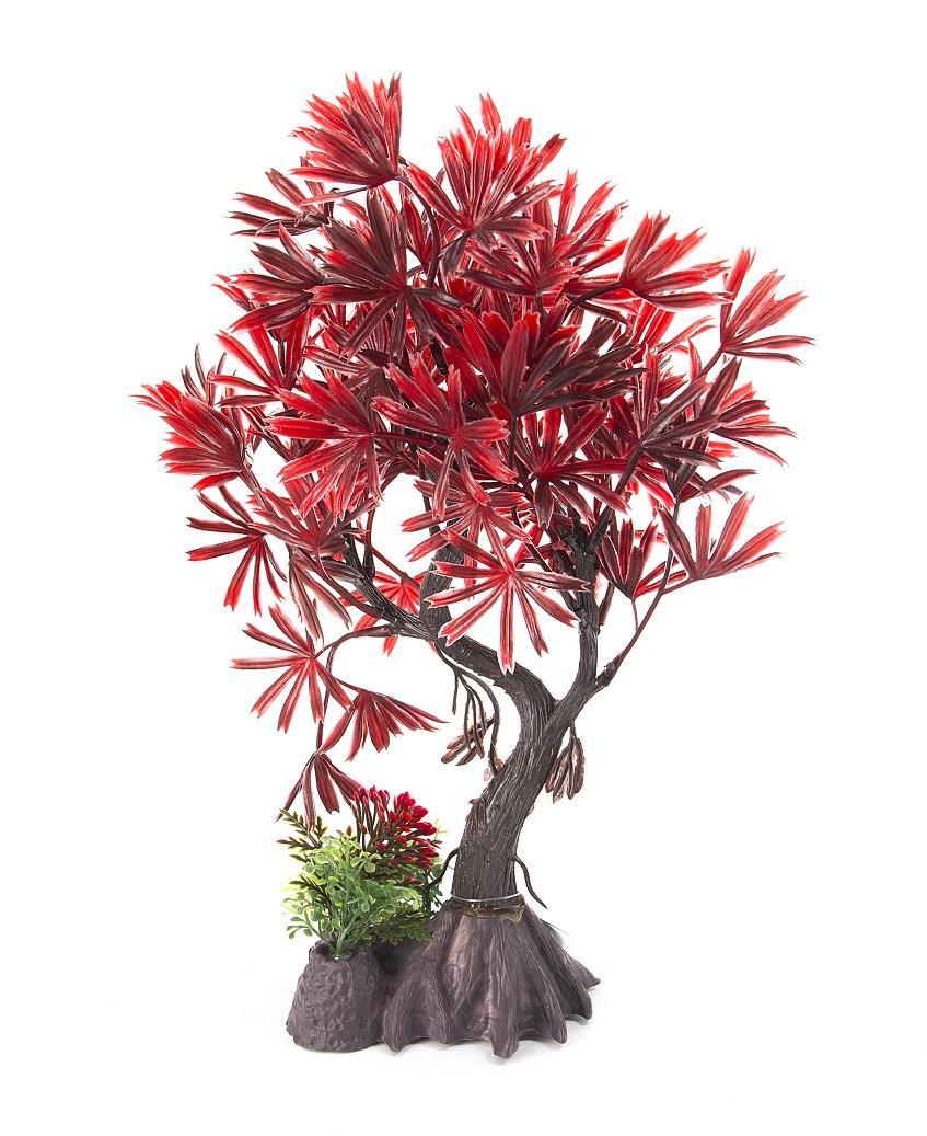 Aqua-Fit Japanese Maple Bonsai - Image 3