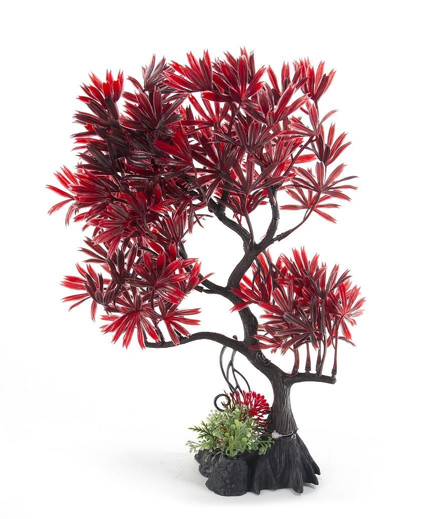 Aqua-Fit Japanese Maple Bonsai - Image 4