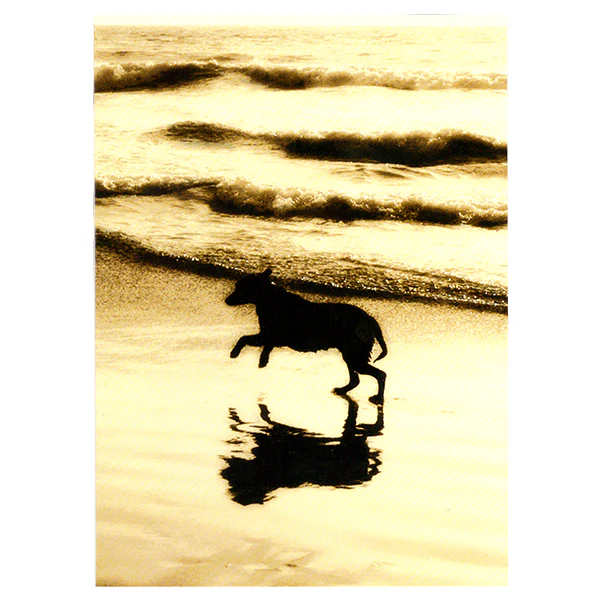 Avanti Dog On Beach Pet Sympathy Card