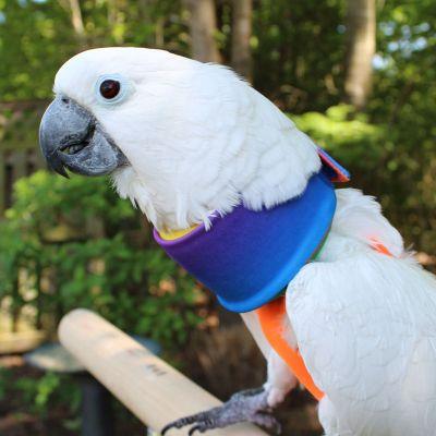 Avian Fashions Noodle Neck Soft Collar - Plucking Prevention - Image 4