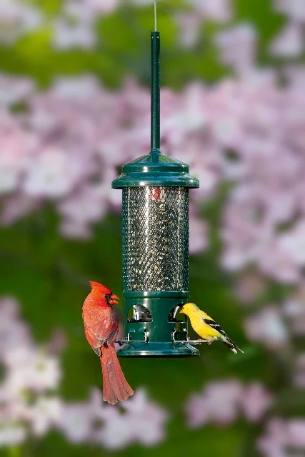 Wild Bird Trading Co. Squirrel Buster Standard