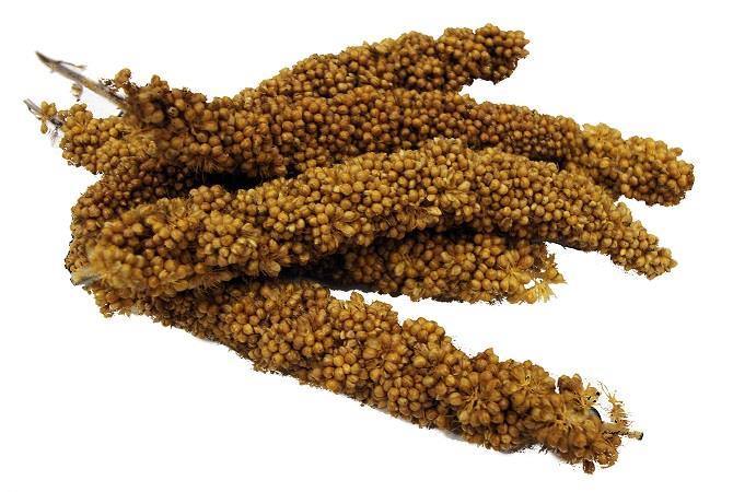 Brown's Tropical Carnival Mini Spray Millet - 113g - Image 2