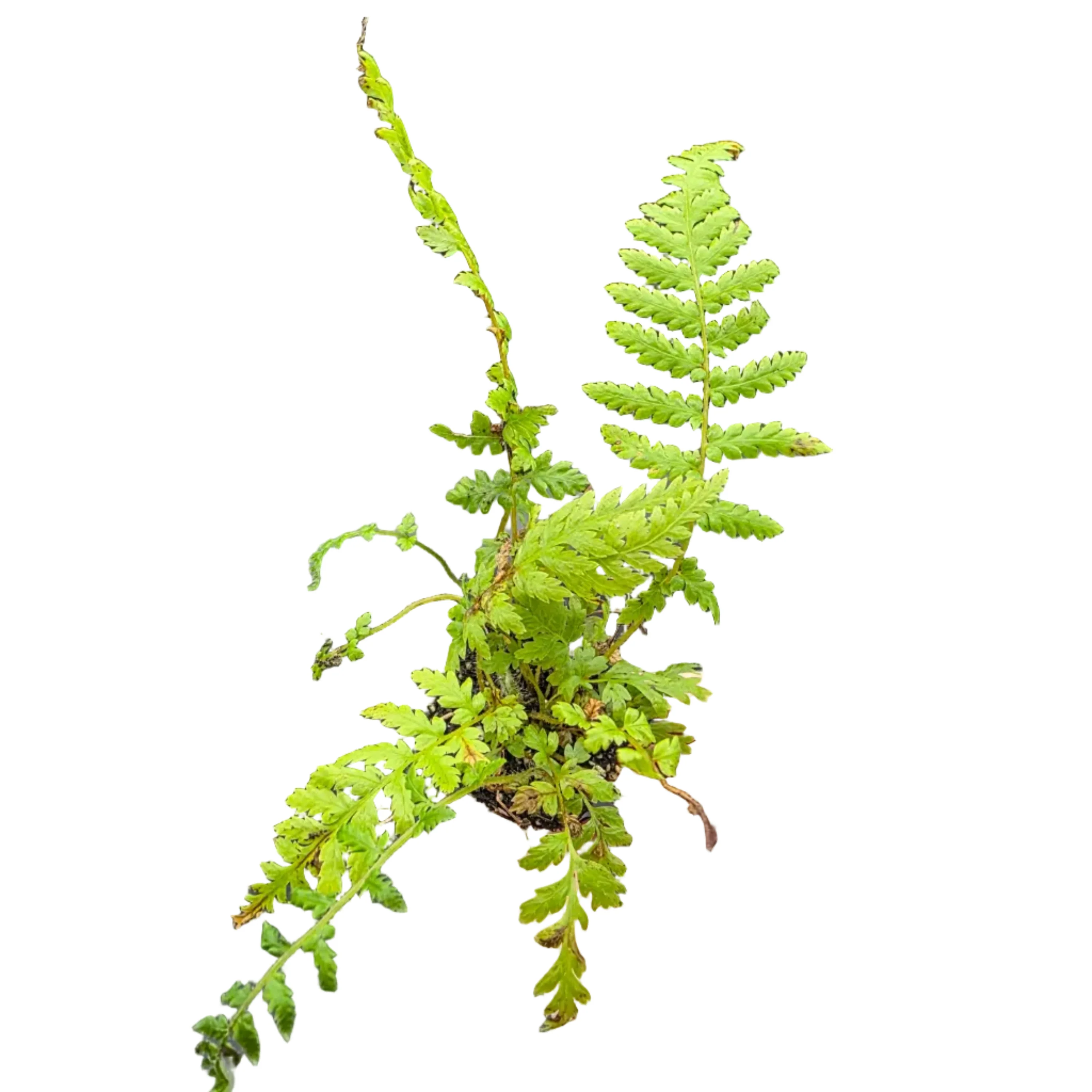 Dicksonia antarctica | Tasmanian Tree Fern | PLUG