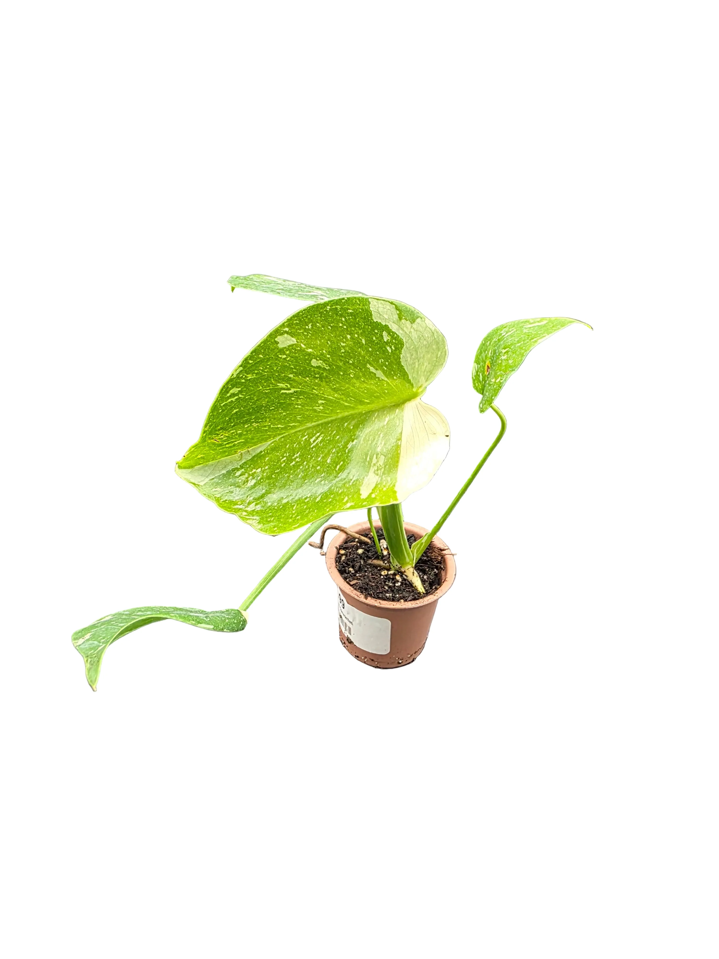 Monstera Thai Constellation | 2" Pot