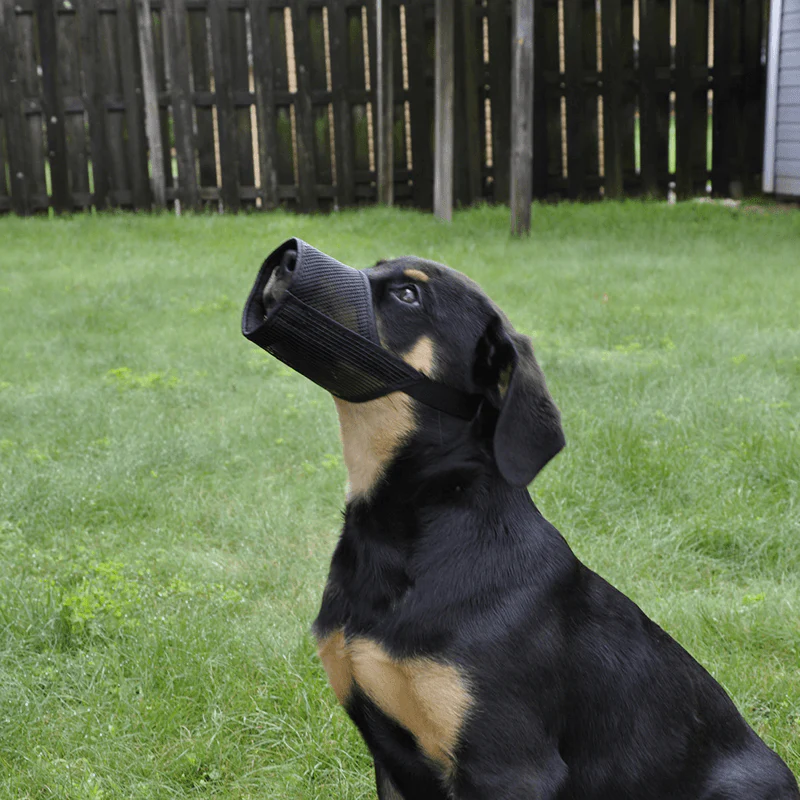 Coastal Pet Best Fit Adjustable Mesh Muzzle - Image 2