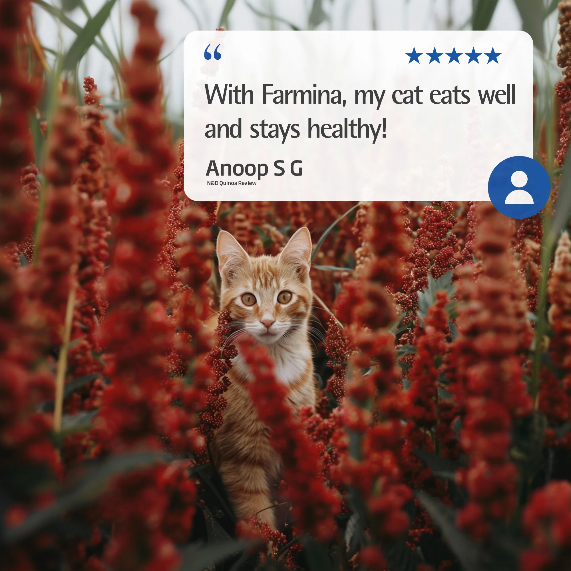 Farmina N&D Quinoa Skin & Coat - Venison & Coconut Recipe Wet Cat Food 80g - Image 6
