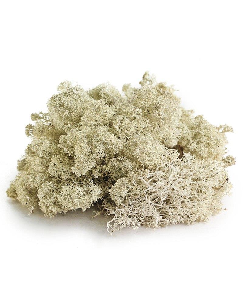 Galapagos Reindeer Moss - Image 3