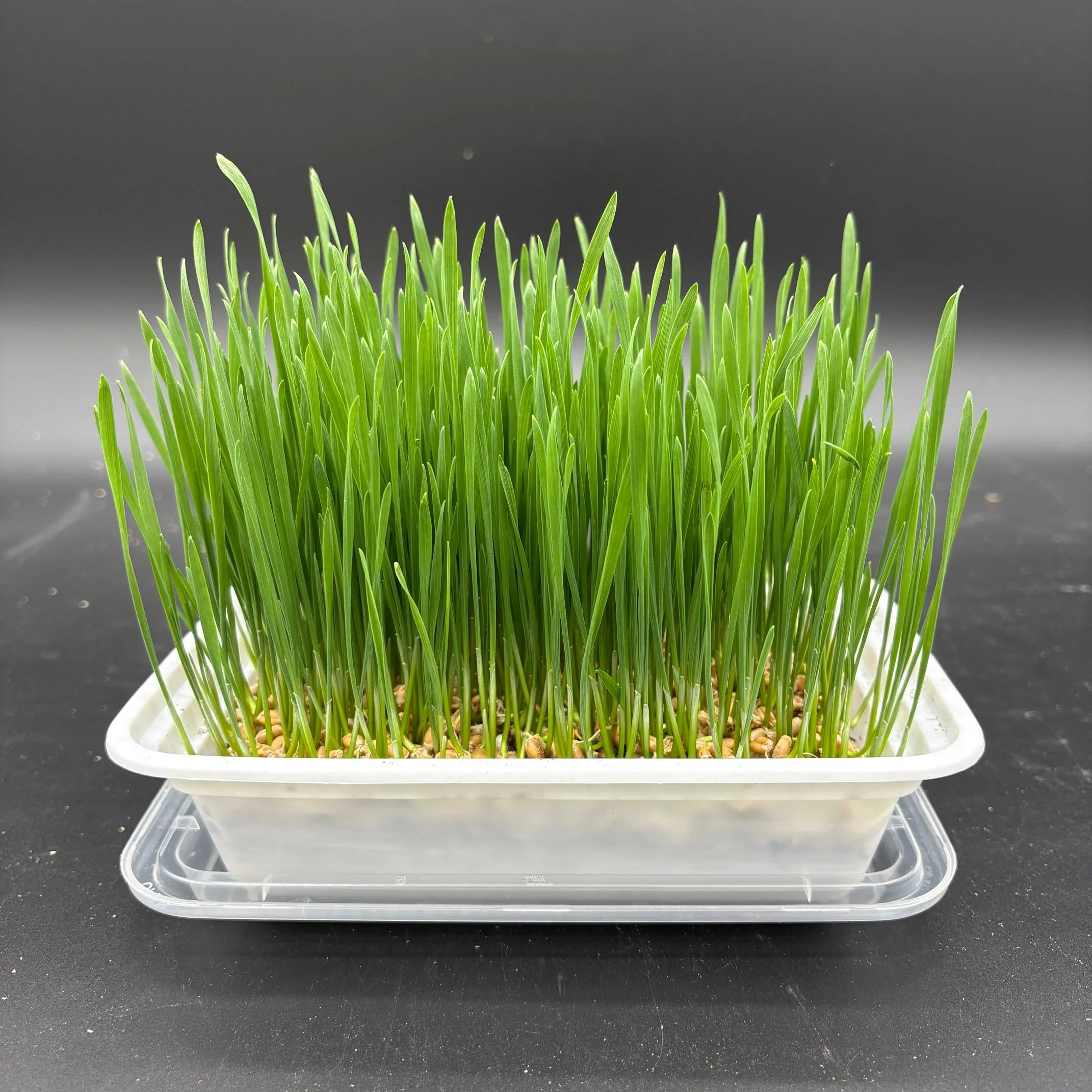 Organic Wheatgrass for Cats