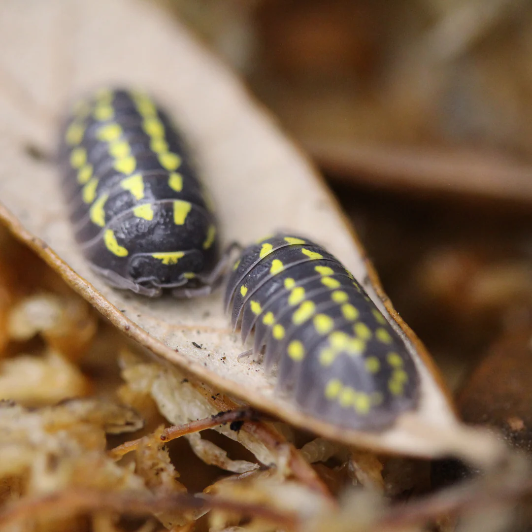 'High Yellow Spotted' Armadillidium gestroi Isopods - Image 2