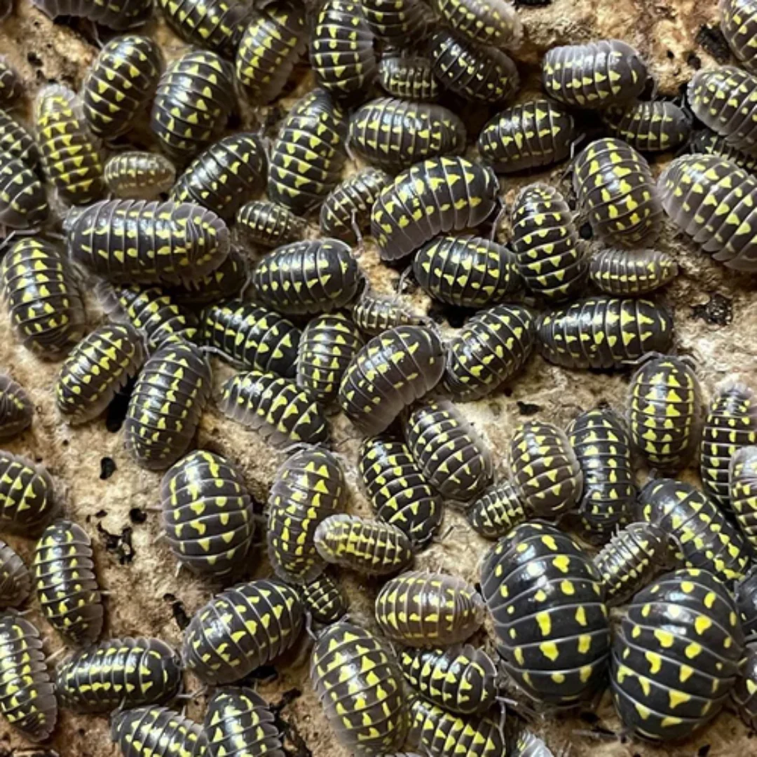 'High Yellow Spotted' Armadillidium gestroi Isopods - Image 3