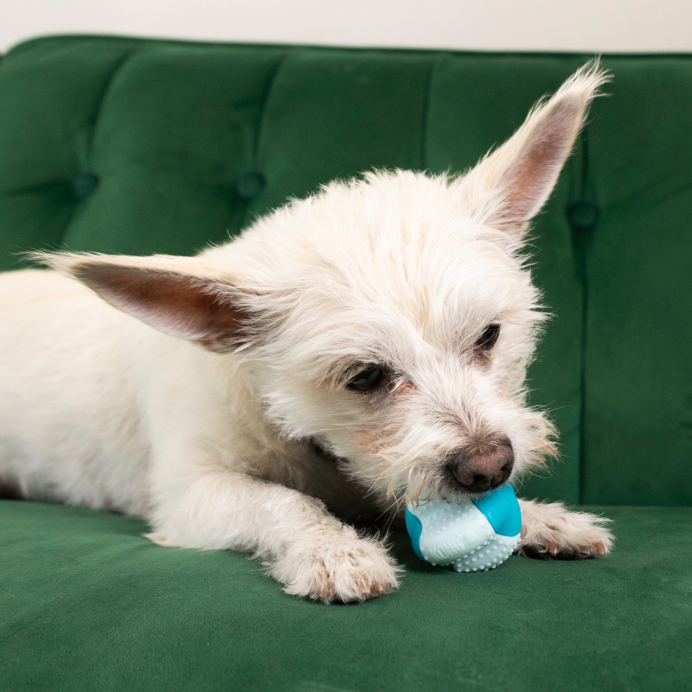 Kong Goomz Dental Ball Dog Toy - Image 3