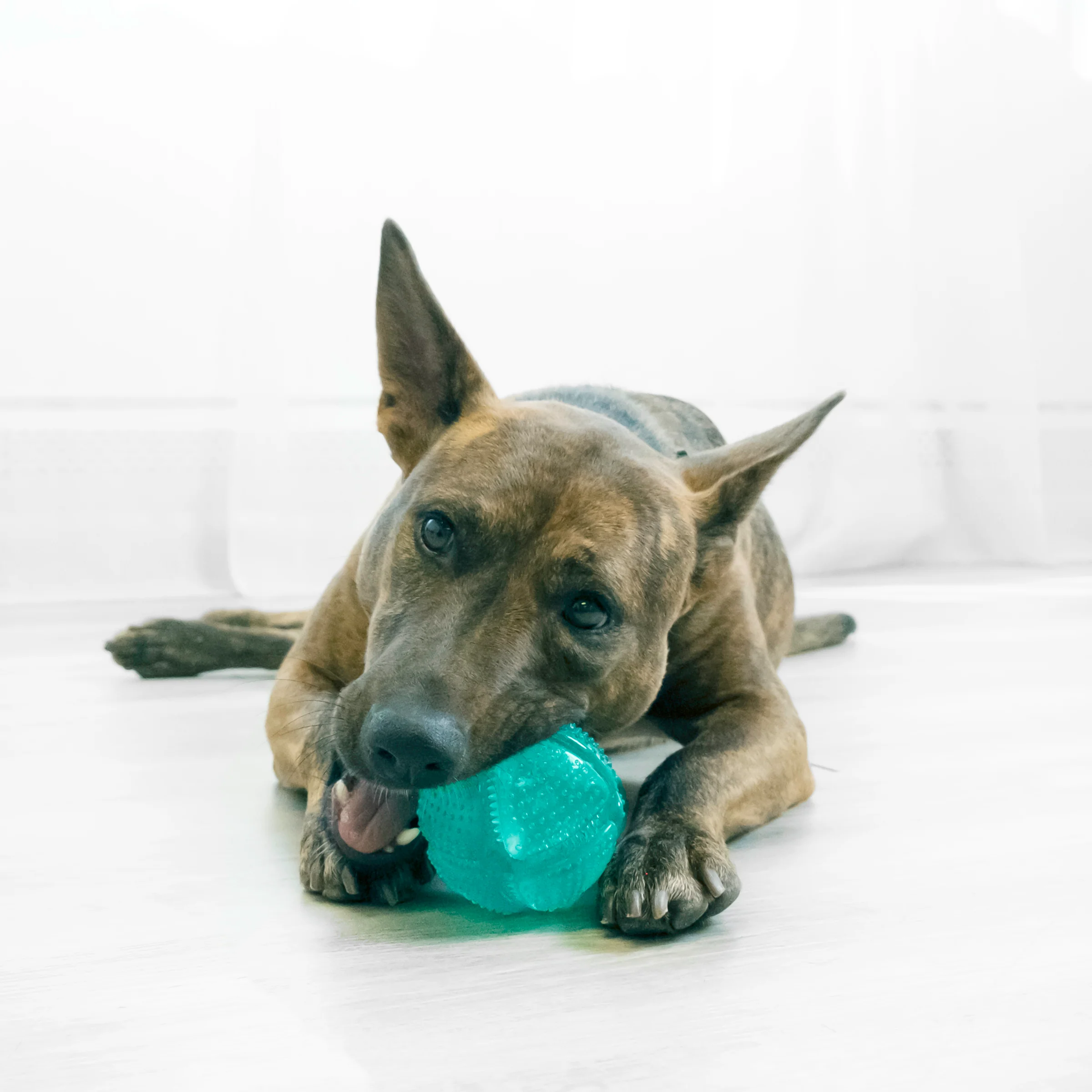 Kong Squeezz Dental Ball Dog Toy - Image 3