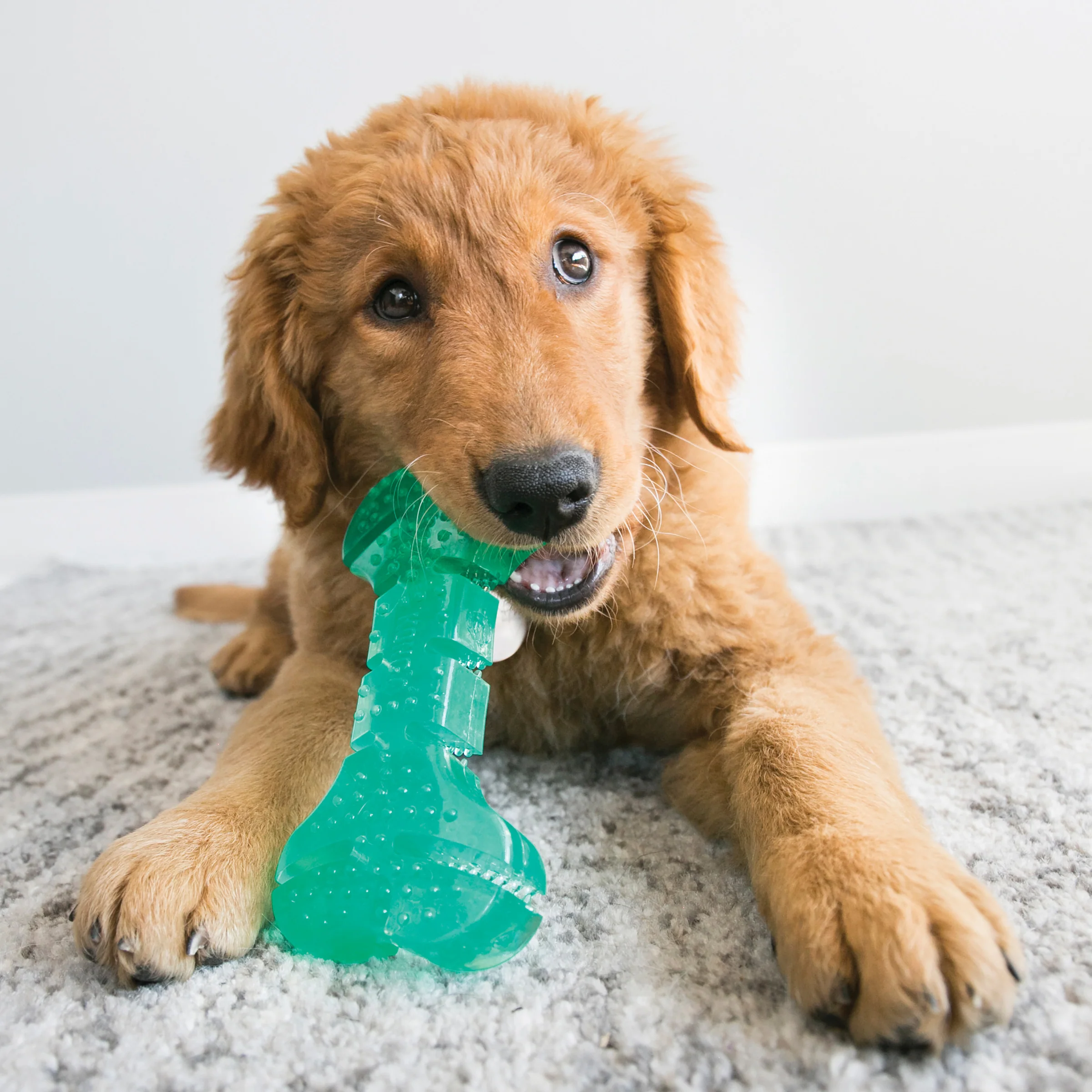 Kong Squeezz Dental Bone Dog Toy - Image 3