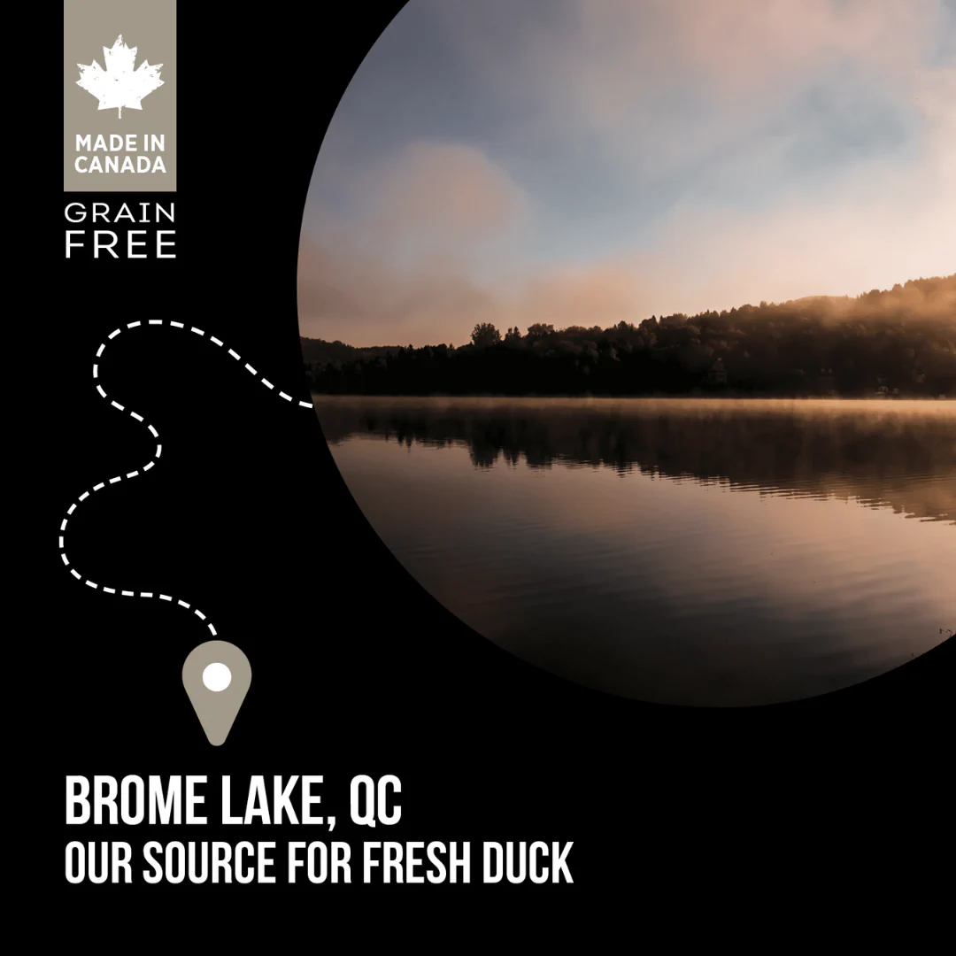 Nutrience SubZero Northern Lakes Fish & Duck Dog Food - Image 7