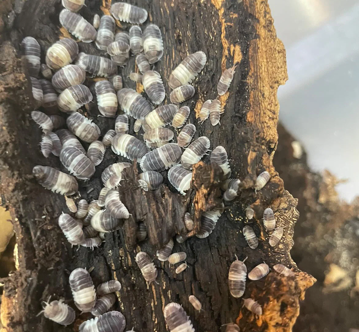 ‘Panda King’ Cubaris sp. Isopods