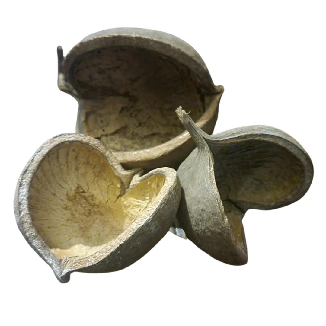 Peter's Botanicals Buddah Pod - Image 2