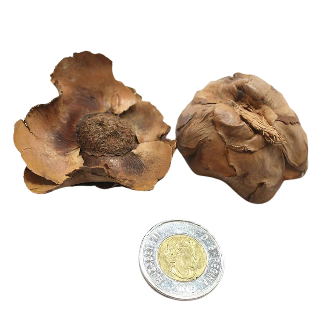 Peter's Botanicals Coco Crowns - Image 2