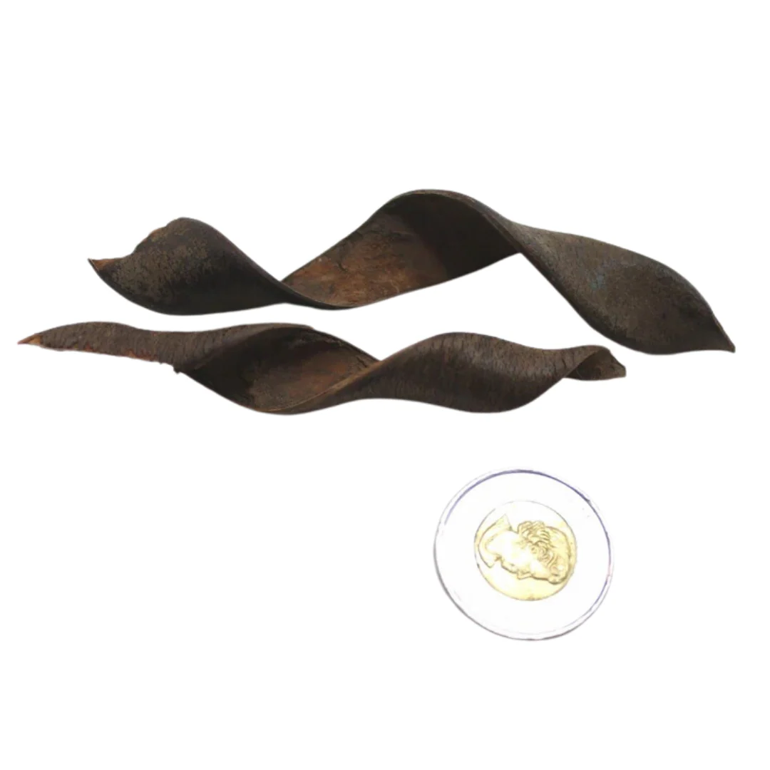 Peter's Botanicals Kachna Tree Pod - Image 2