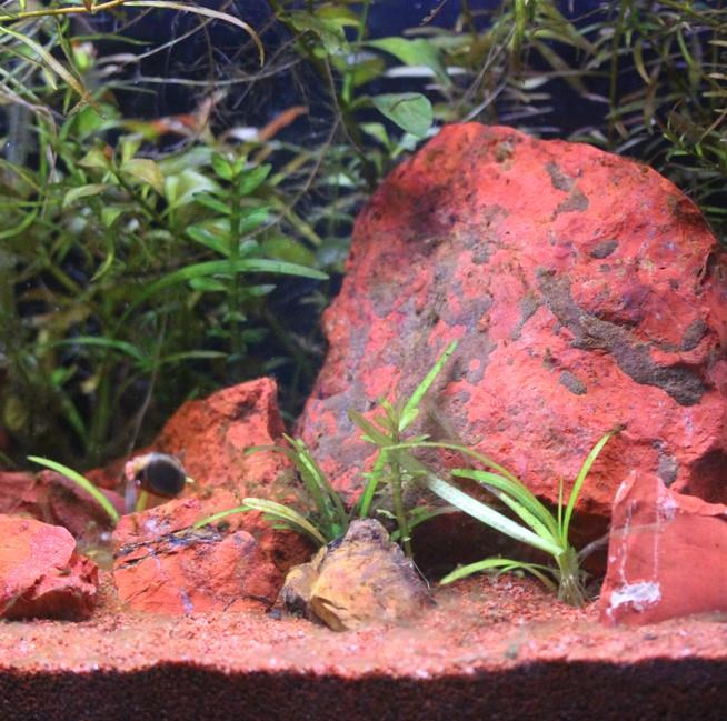 Peter's Premium Aquarium Substrate - Cortez Creek - Image 2