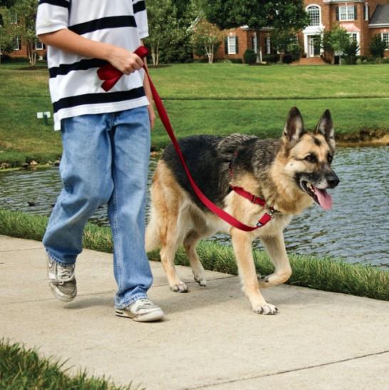 Petsafe Easy Walk Harness - Rose - Image 2