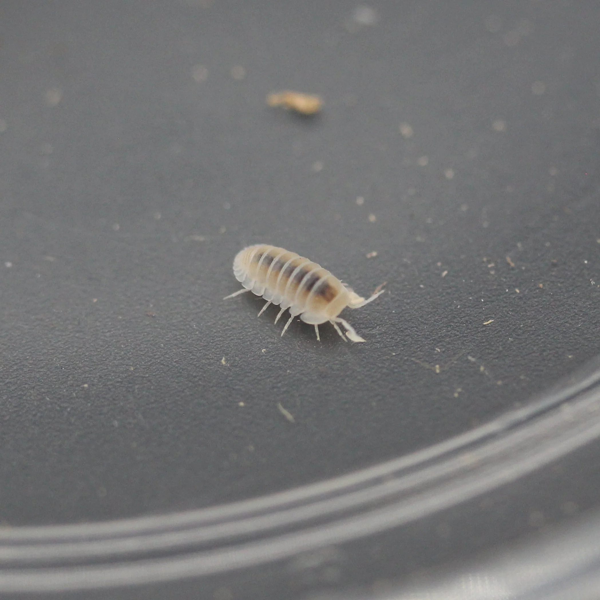 Cubaris murina 'Glacier' Isopod Culture