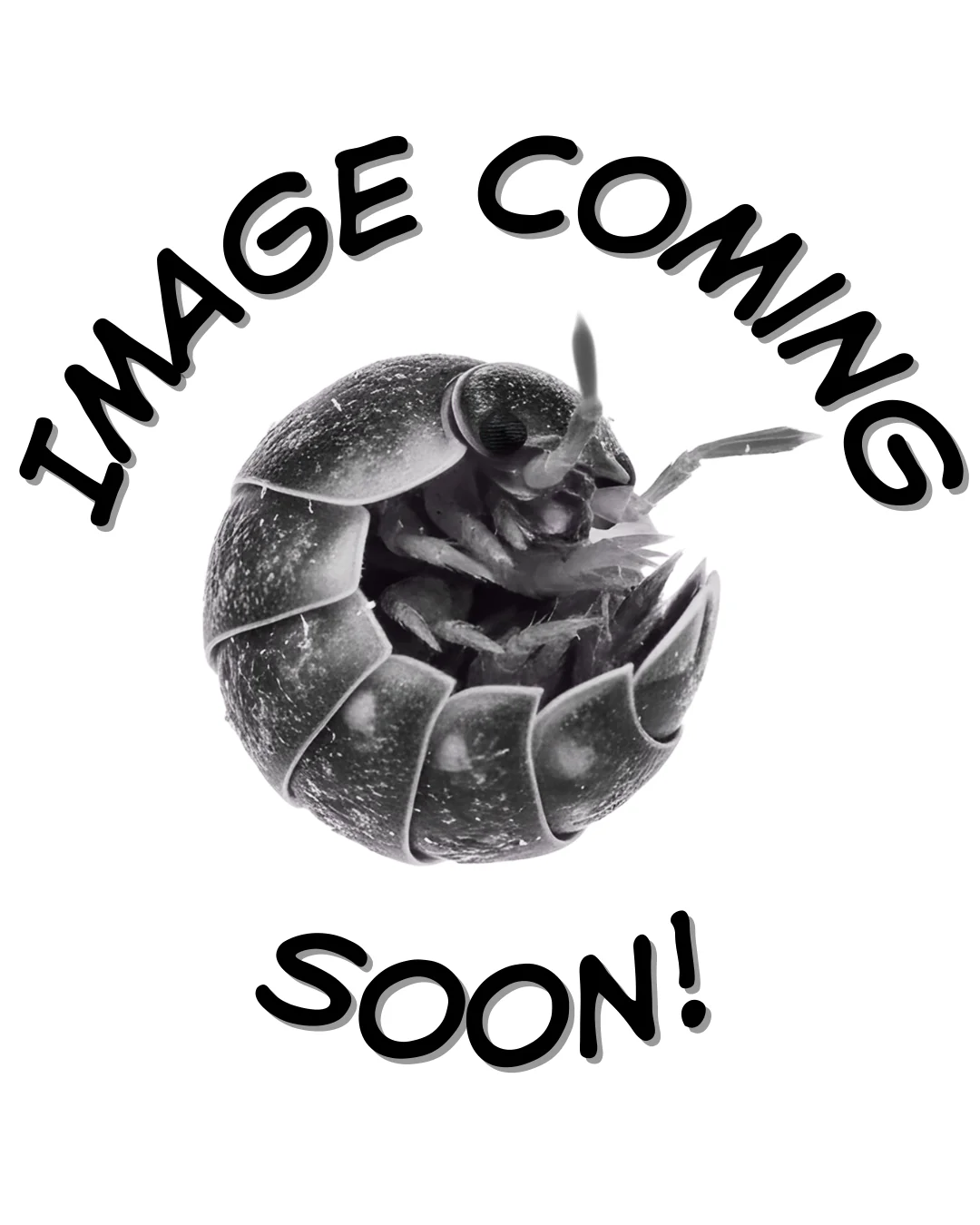 Armadillidium 'Nasatum Peach' Isopod Culture