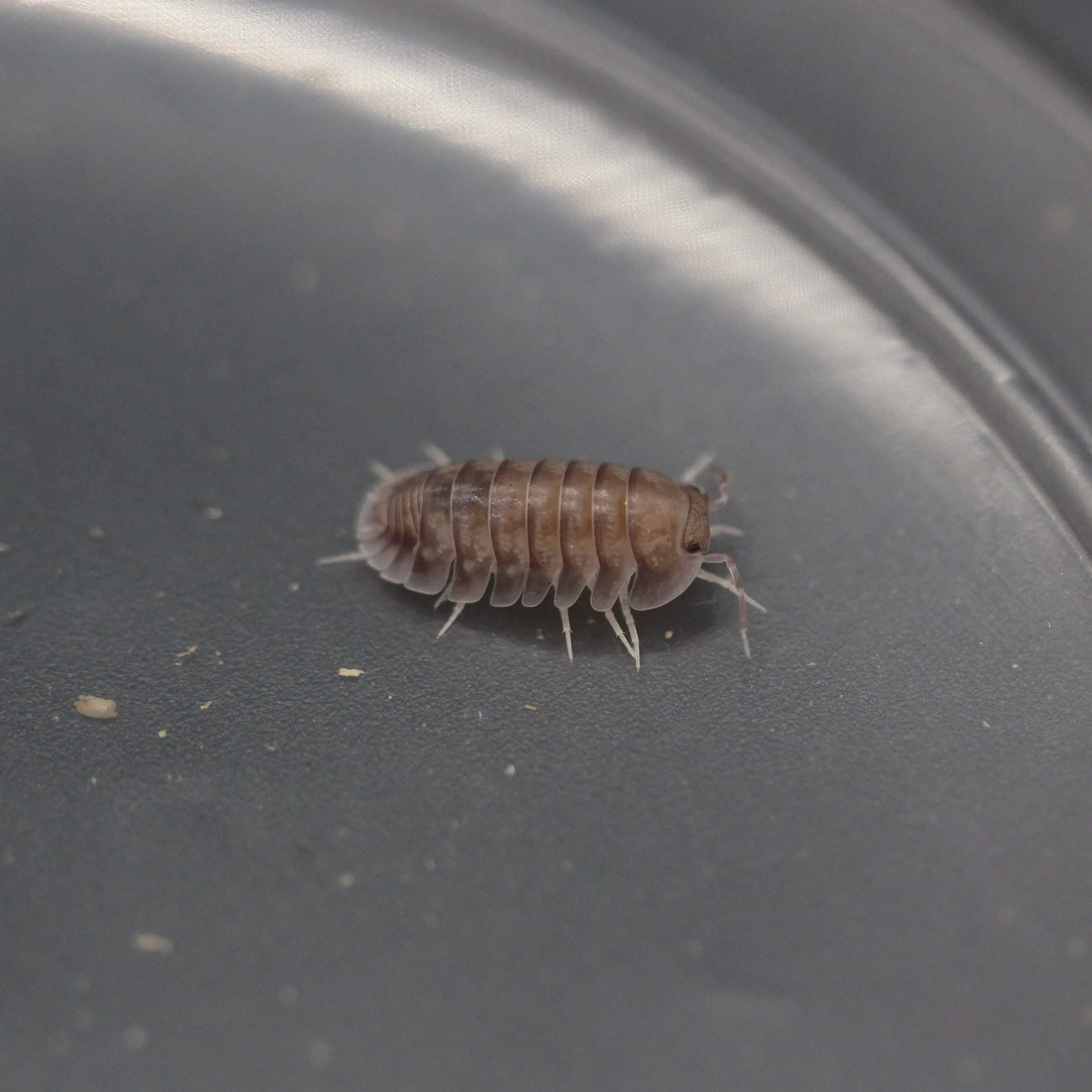 Cubaris sp. 'Purple Ghost' Isopod Culture