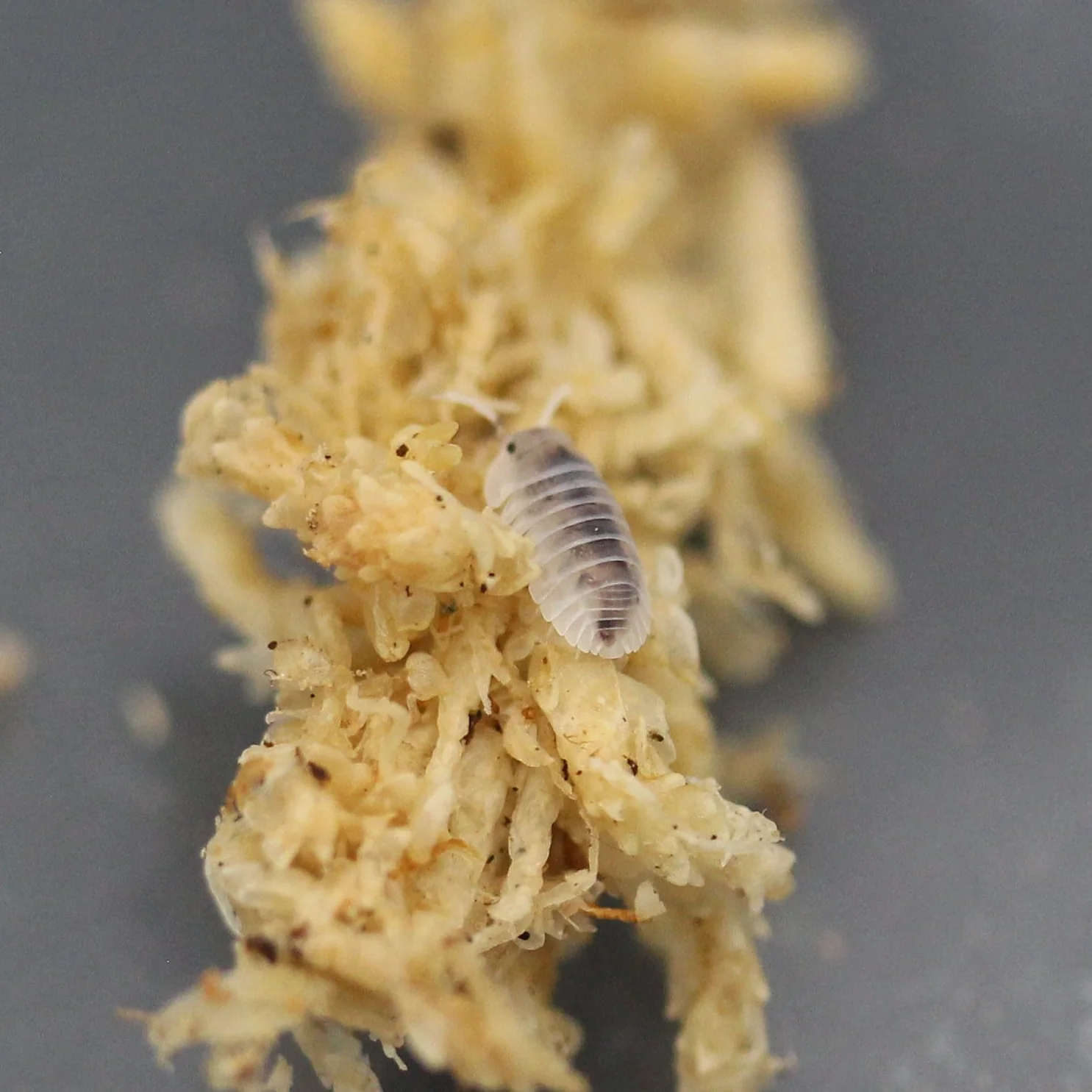 Nesodillo arcangelii "Shiro Utsuri" Isopod Culture