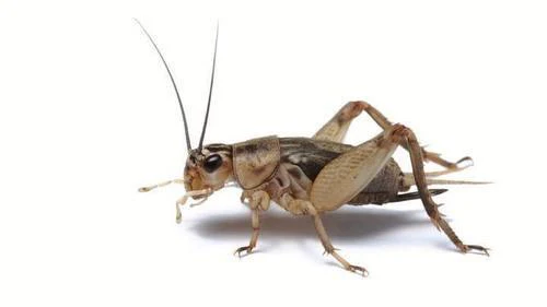 Pisces Crickets - 4 Week 25ct