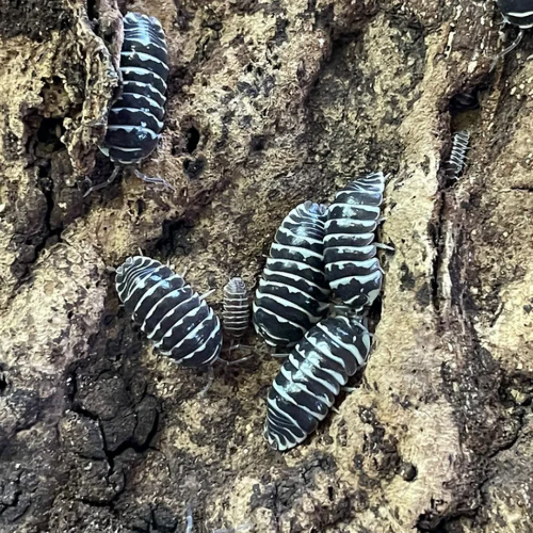 ‘Zebra’ Armadillidium maculatum Isopods - Image 3