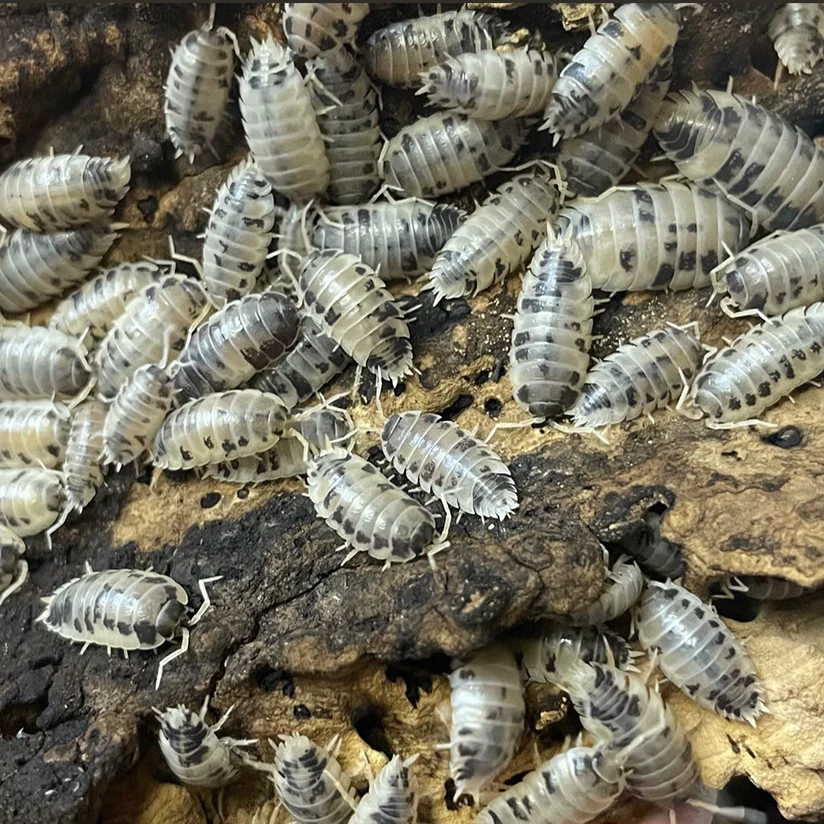 ‘Dairy Cow’ Porcellio laevis Isopods - Image 3
