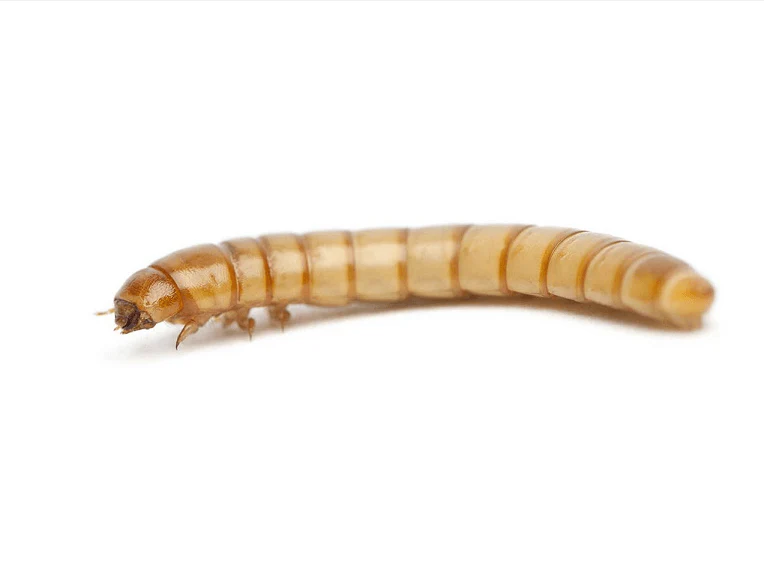 Pisces Regular Mealworms - 50-Pack