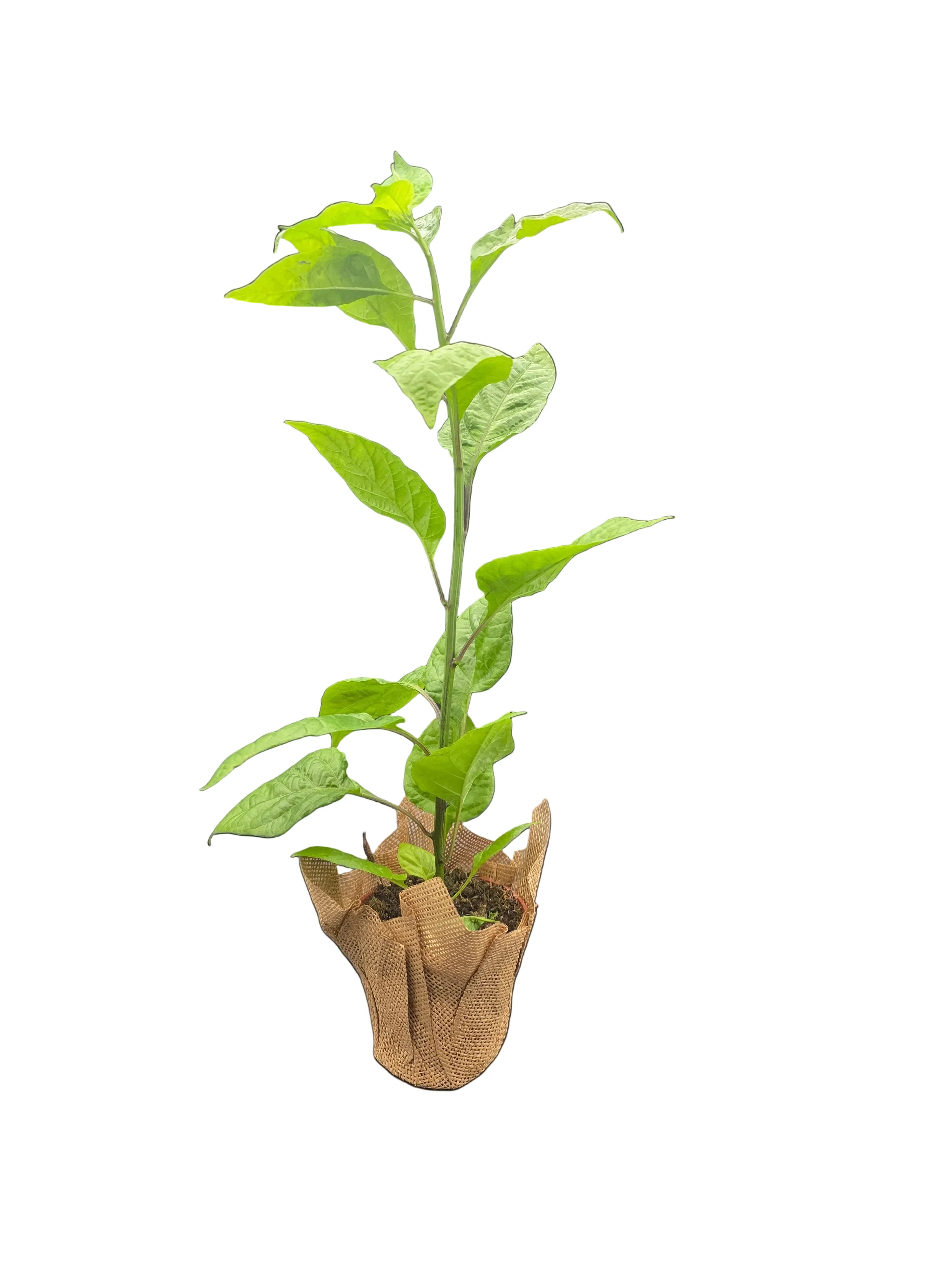 Capsicum chinense | Carolina Reaper Pepper Plant