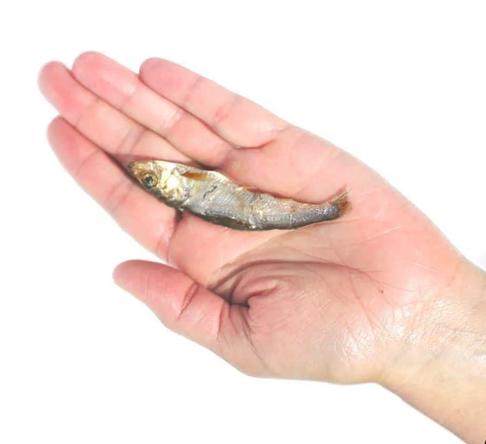 Plato Pet Treats - On the Go! Wild Caught Baltic Sprat - Image 2