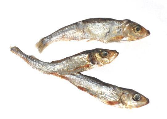 Plato Pet Treats - Wild Caught Baltic Sprat 85g - Image 2