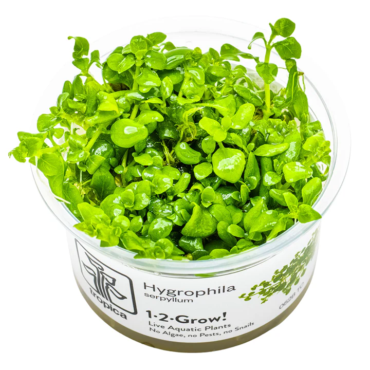 1-2-Grow! Plant Hygrophila serpyllum