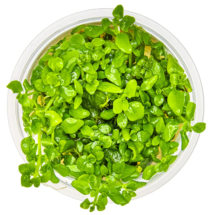 1-2-Grow! Plant Hygrophila serpyllum - Image 2