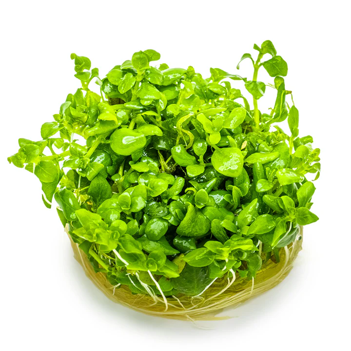 1-2-Grow! Plant Hygrophila serpyllum - Image 3
