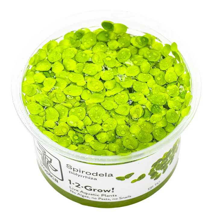 1-2-Grow! Plant Spirodela polyrrhiza