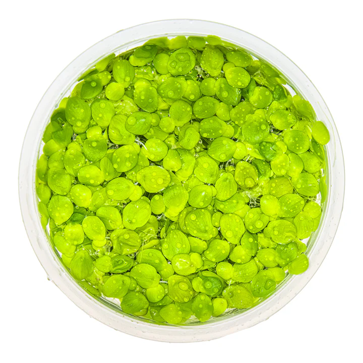 1-2-Grow! Plant Spirodela polyrrhiza - Image 2