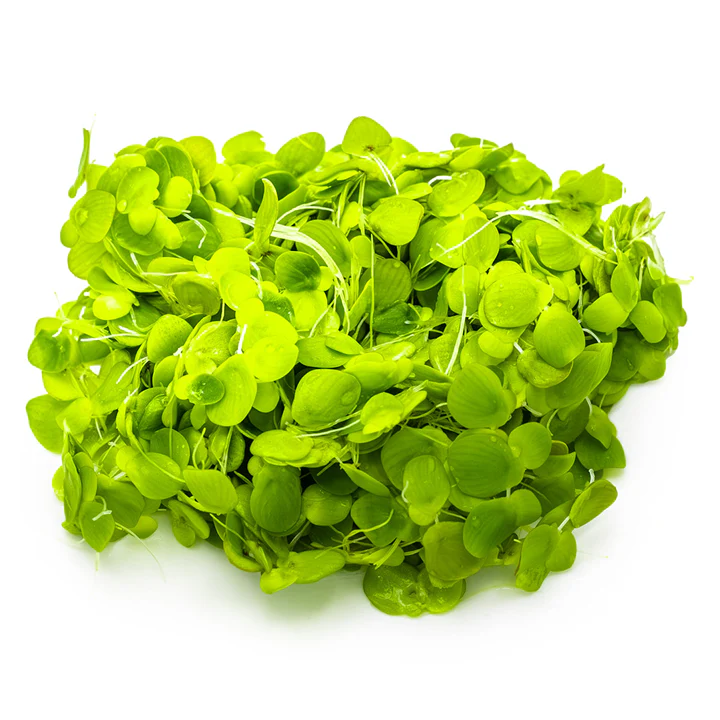 1-2-Grow! Plant Spirodela polyrrhiza - Image 3