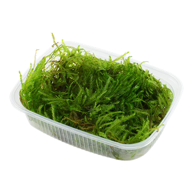 Tropica Taxiphyllum sp. 'Spiky Moss' Portion